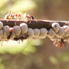 Cryptes baccatus (Wattle Tick Scale) at Gundaroo, NSW - 4 Oct 2014 by Maartje Sevenster