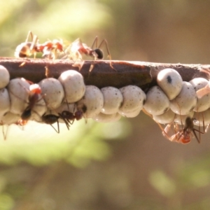 Cryptes baccatus at Gundaroo, NSW - 5 Oct 2014