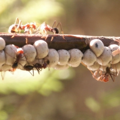 Cryptes baccatus (Wattle Tick Scale) at Gundaroo, NSW - 5 Oct 2014 by MaartjeSevenster