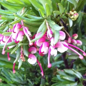 Grevillea iaspicula at Garran, ACT - 15 Jun 2017