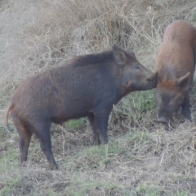 Sus scrofa (Pig (feral)) at Paddys River, ACT - 14 Jun 2017 by michaelb