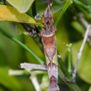 Aenetus ligniveren at Karabar, NSW - 17 Nov 2016