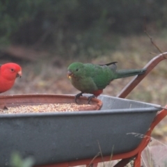 Alisterus scapularis (Australian King-Parrot) at Higgins, ACT - 14 Jun 2017 by Alison Milton