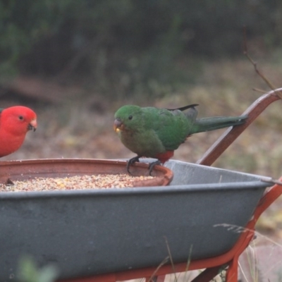 Alisterus scapularis (Australian King-Parrot) at Higgins, ACT - 15 Jun 2017 by AlisonMilton