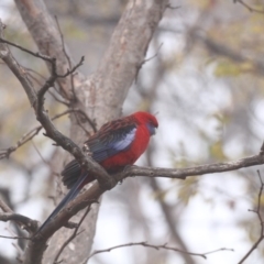 Platycercus elegans (Crimson Rosella) at Higgins, ACT - 15 Jun 2017 by AlisonMilton