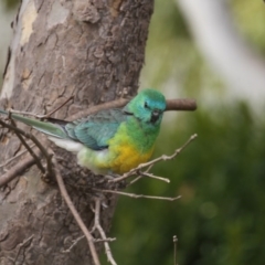 Psephotus haematonotus (Red-rumped Parrot) at Higgins, ACT - 5 Jun 2017 by Alison Milton