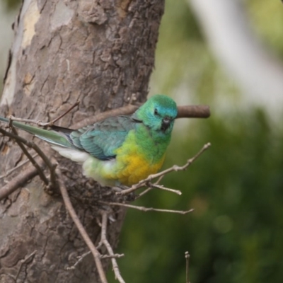 Psephotus haematonotus (Red-rumped Parrot) at Higgins, ACT - 5 Jun 2017 by Alison Milton