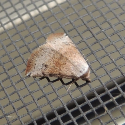 Mataeomera coccophaga (Brown Scale-moth) at Conder, ACT - 2 Jan 2017 by MichaelBedingfield