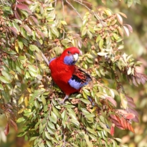 Platycercus elegans at Higgins, ACT - 5 Jun 2017