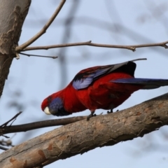 Platycercus elegans at Higgins, ACT - 5 Jun 2017