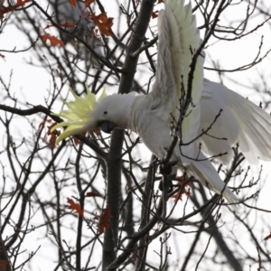 Cacatua galerita at Higgins, ACT - 5 Jun 2017