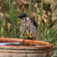 Anthochaera carunculata (Red Wattlebird) at Higgins, ACT - 5 Jun 2017 by AlisonMilton