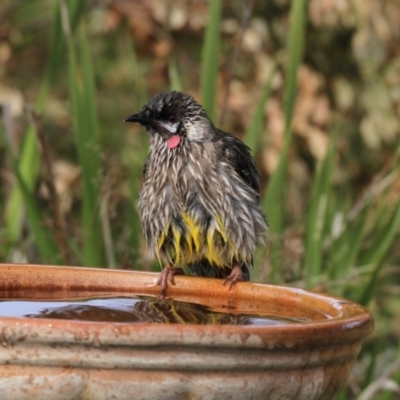 Anthochaera carunculata (Red Wattlebird) at Higgins, ACT - 5 Jun 2017 by AlisonMilton