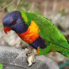 Trichoglossus moluccanus (Rainbow Lorikeet) at Higgins, ACT - 25 Feb 2017 by Alison Milton