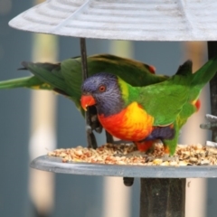 Trichoglossus moluccanus at Higgins, ACT - 26 Feb 2017