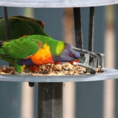 Trichoglossus moluccanus at Higgins, ACT - 26 Feb 2017