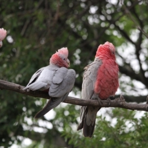 Eolophus roseicapilla at Higgins, ACT - 15 Feb 2017