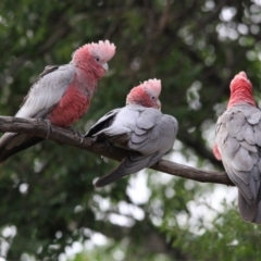 Eolophus roseicapilla at Higgins, ACT - 15 Feb 2017