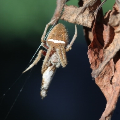 Hortophora sp. (genus) (Garden orb weaver) at Higgins, ACT - 25 Mar 2017 by Alison Milton