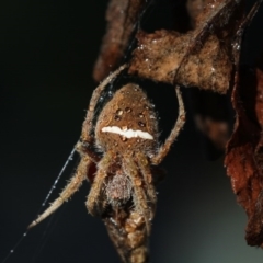 Hortophora sp. (genus) at Higgins, ACT - 26 Mar 2017