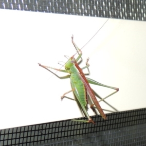 Conocephalus upoluensis at Conder, ACT - 3 Jan 2017