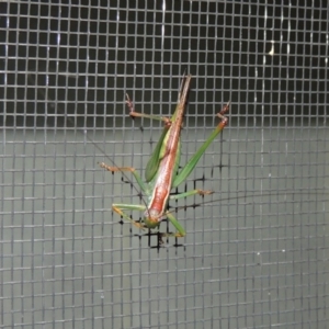 Conocephalus upoluensis at Conder, ACT - 3 Jan 2017