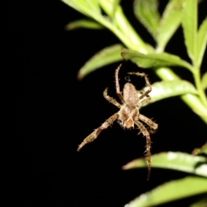 Hortophora sp. (genus) at Higgins, ACT - 15 Mar 2017 08:35 PM