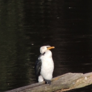 Microcarbo melanoleucos at Paddys River, ACT - 12 Jun 2017