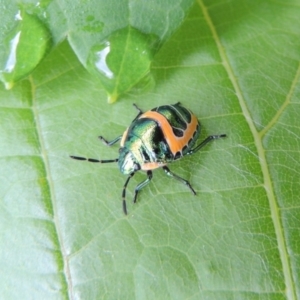 Scutiphora pedicellata at Conder, ACT - 1 Jan 2017 09:12 AM