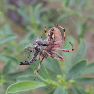 Hortophora sp. (genus) (Garden orb weaver) at Conder, ACT - 1 Jan 2017 by MichaelBedingfield