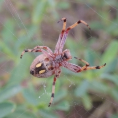 Hortophora sp. (genus) at Conder, ACT - 1 Jan 2017