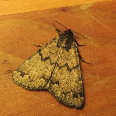 Mormoscopa phricozona (A Herminiid Moth) at Pollinator-friendly garden Conder - 3 Jan 2017 by michaelb