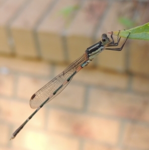 Austrolestes leda at Conder, ACT - 7 Jan 2017