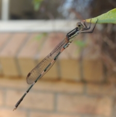 Austrolestes leda at Conder, ACT - 7 Jan 2017