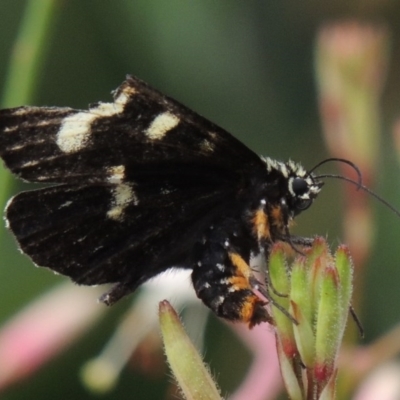 Phalaenoides tristifica (Willow-herb Day-moth) at Conder, ACT - 8 Jan 2017 by michaelb