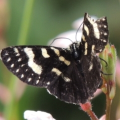 Phalaenoides tristifica at Conder, ACT - 8 Jan 2017