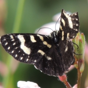 Phalaenoides tristifica at Conder, ACT - 8 Jan 2017