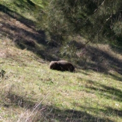 Vombatus ursinus (Common wombat, Bare-nosed Wombat) at Urambi Hills - 15 Aug 2016 by ozza