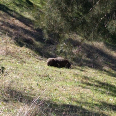 Vombatus ursinus (Common wombat, Bare-nosed Wombat) at Urambi Hills - 15 Aug 2016 by ozza