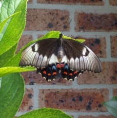 Papilio aegeus (Orchard Swallowtail, Large Citrus Butterfly) at Monash, ACT - 4 Feb 2017 by ozza