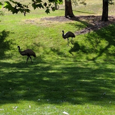 Dromaius novaehollandiae (Emu) at Paddys River, ACT - 27 Dec 2016 by ozza