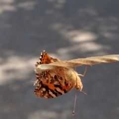 Vanessa kershawi (Australian Painted Lady) at Monash, ACT - 23 Dec 2016 by ozza