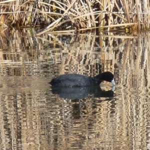 Fulica atra at Greenway, ACT - 14 Jun 2017 01:45 PM