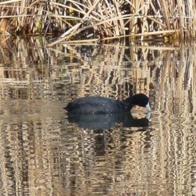 Fulica atra (Eurasian Coot) at Greenway, ACT - 14 Jun 2017 by ozza