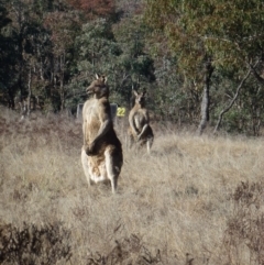 Macropus giganteus (Eastern Grey Kangaroo) at Greenway, ACT - 14 Jun 2017 by ozza