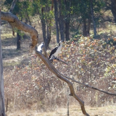 Microcarbo melanoleucos (Little Pied Cormorant) at Greenway, ACT - 14 Jun 2017 by ozza