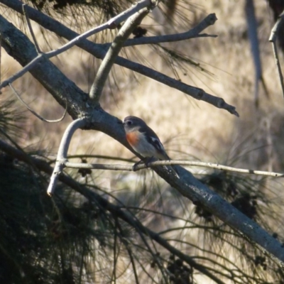 Petroica boodang (Scarlet Robin) at Bullen Range - 14 Jun 2017 by ozza