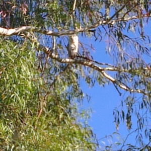 Tyto alba at Greenway, ACT - 12 Apr 2013 04:33 PM