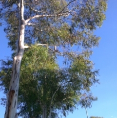 Tyto alba at Greenway, ACT - 12 Apr 2013 04:33 PM