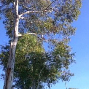 Tyto alba at Greenway, ACT - 12 Apr 2013 04:33 PM